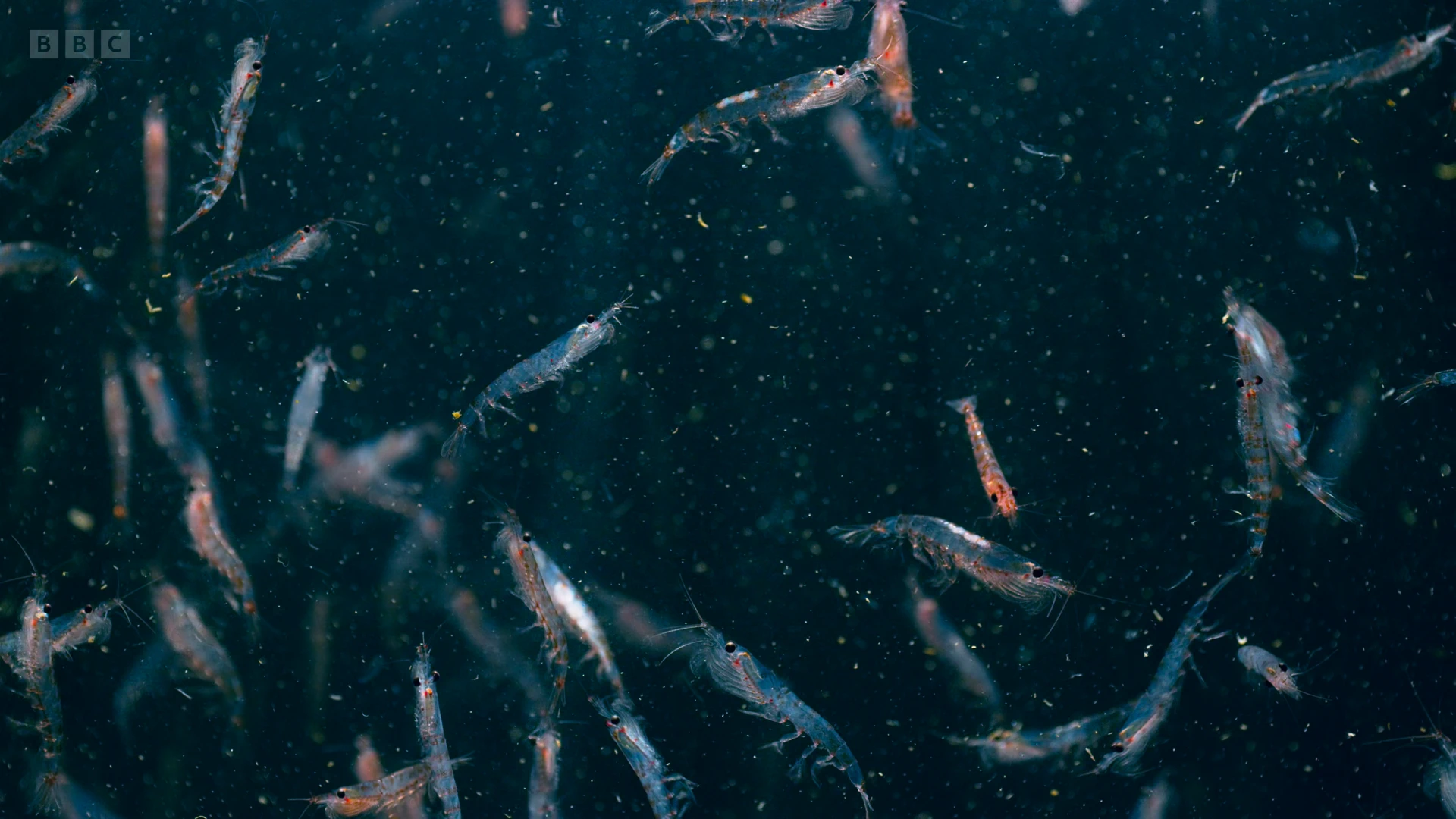 Antarctic krill (Euphausia superba) as shown in Seven Worlds, One Planet - Antarctica